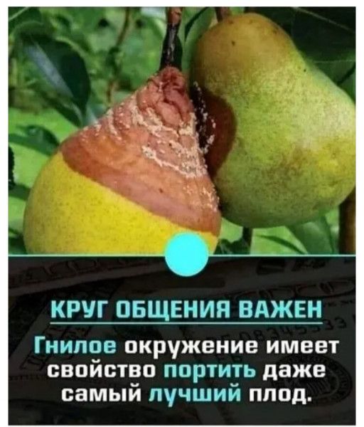 КРУГ ОБЩЕНИЯ ВАЖЕН Гниппе окружение имеет свойство портить даже самый лучший плод