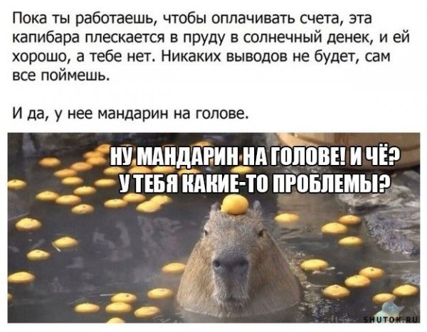 Пока ты работаешь чтобы оплачивать счета эта капибвра ппескается в пруду в солнечный денек и ей хорошо а тебе нет Никаких выводов не Будет сам все поймешь И да у нее мандарин на голове Ш ММДАР И А ГШЮВЕ И ЧЁ ТЕБЕ КАКИЕ П ПРПБПЕЫЫ _