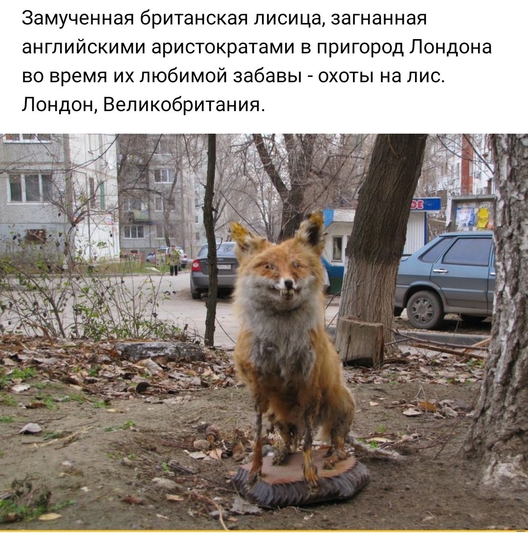 Замученная бРИТаНСКЭЯ ЛИСИЦЭ загнанная аНГЛИЙСКИМИ ЭРИСТОКРЭТЭМИ В ПРИГОРОД ЛОНДОНЭ ВО время ИХ ЛЮбИМОЙ забавы ОХОТЫ НЭ ЛИС Лондон Великобритания