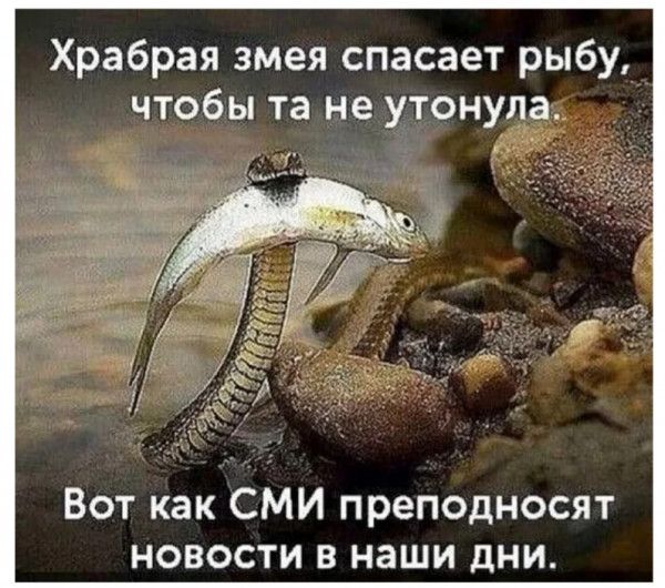 Храбрая змея спасает рыбу чтобы та не утонула Вот как СМИ преподносят новости в наши дни