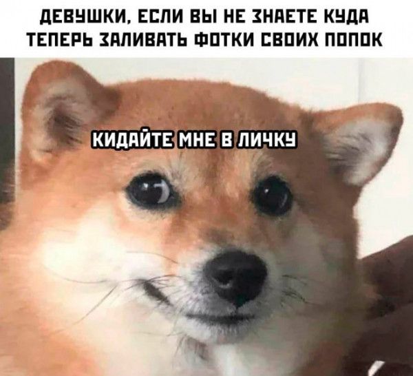 дЕВНШКИ ЕСЛИ ВЫ НЕ ЗНАЕТЕ КНдд ТЕПЕРЬ ПдИВПТЬ ФПТКИ ЕВПИХ ППППК