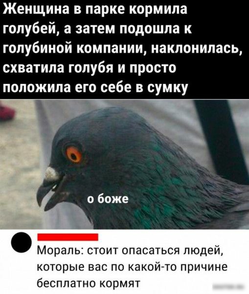 Женщина в парке кормила голубей а затем подошла к голубиной компании наклонилась схватила голубя и просто положила его себе в сумку Мораль стоит опасаться людей которые вас по какой то причине бЕСППаТНО кормят