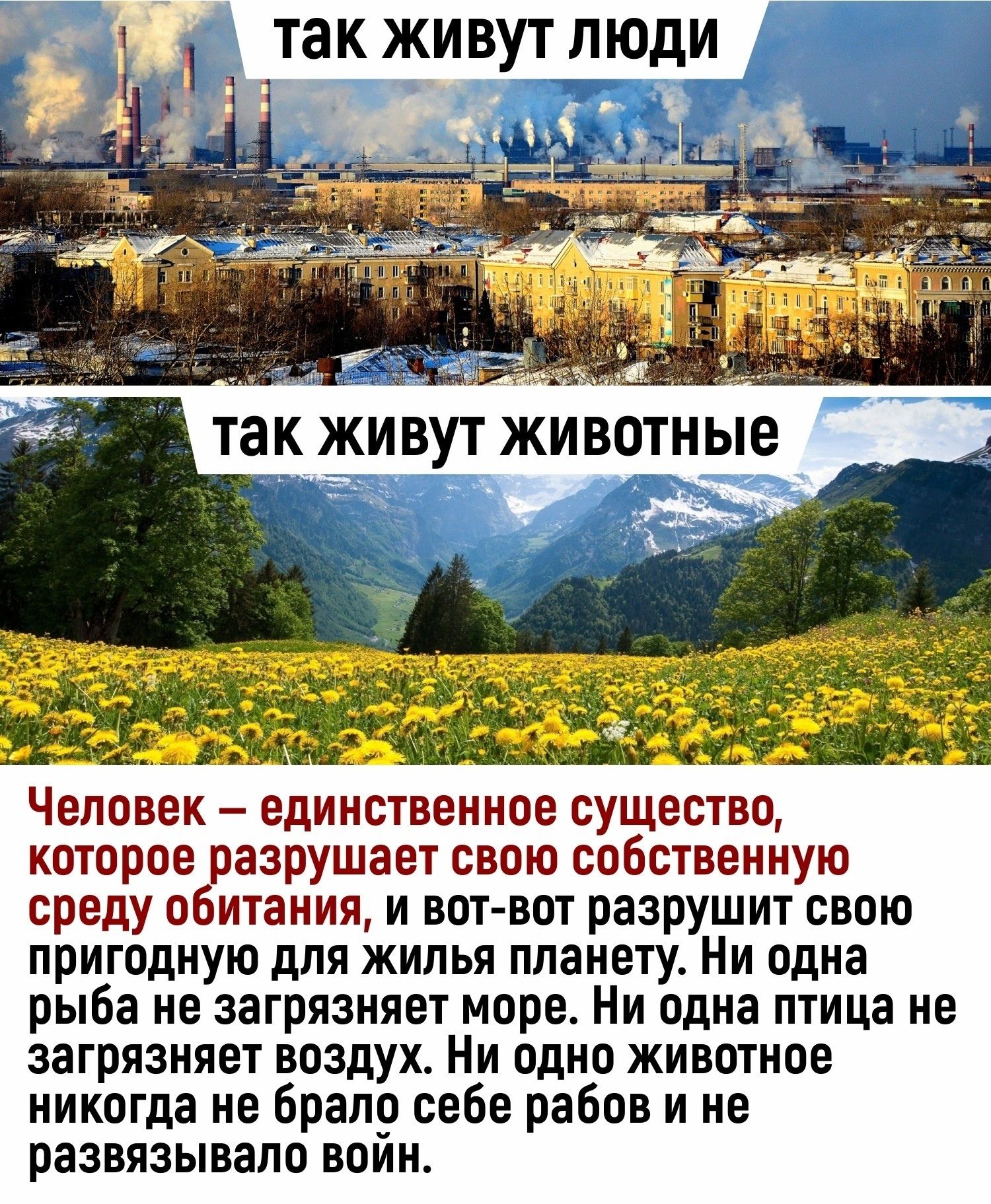 так ЖИВУТ ЛЮДИ Человек единственное существо которое разрушает свою собственную среду обитания и вот вот разрушит свою пригодную для жилья планету Ни одна рыба не загрязняет море Ни одна птица не загрязняет воздух Ни одно животное никогда не брало себе рабов и не развязывало воин