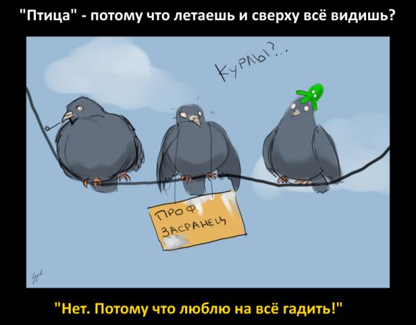 Птица потому что летаешь и сверху всё видишь Нет Пвтпму что люблю на всё гадить