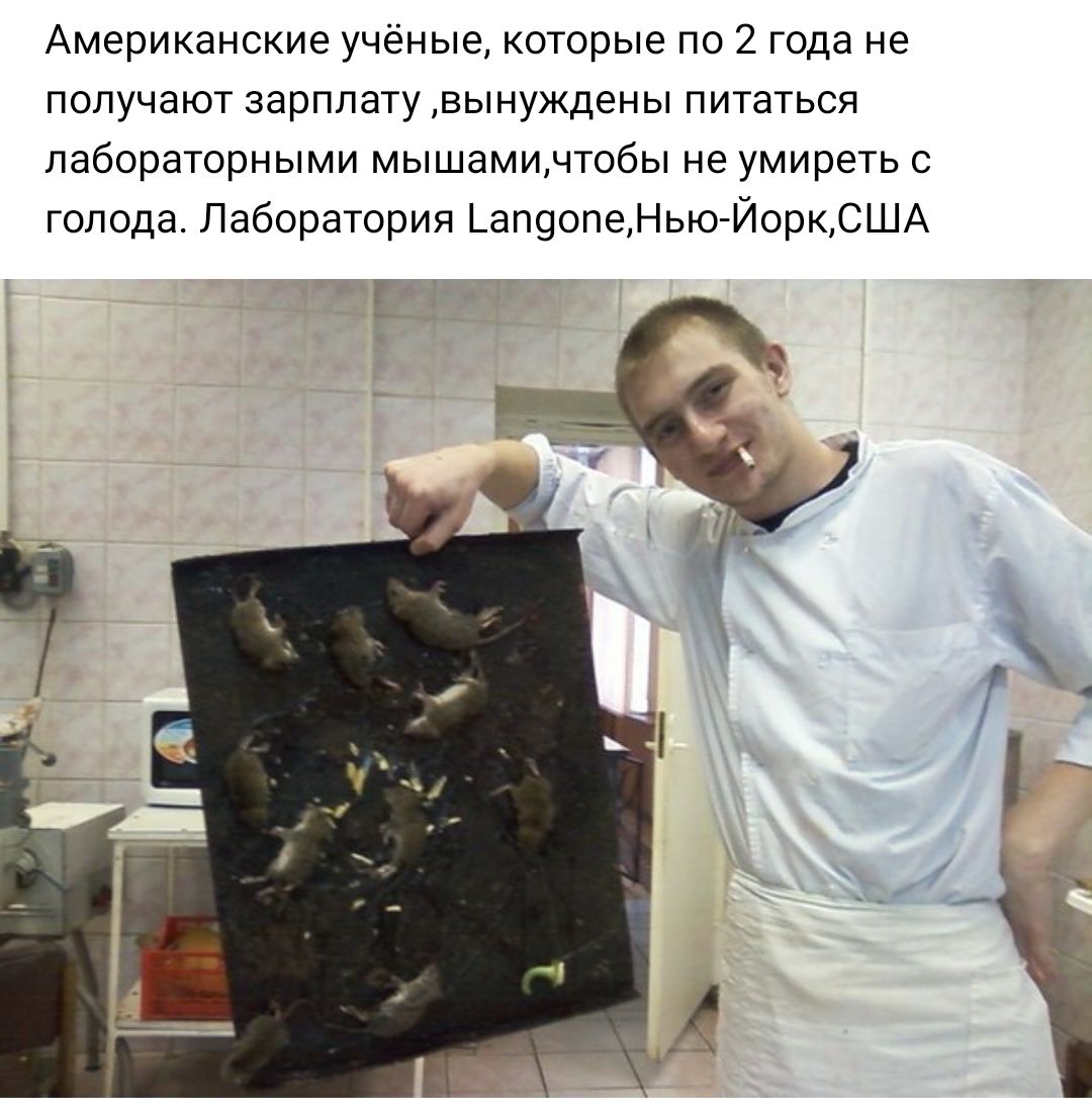 Американские учёные которые по 2 года не получают зарплату вынуждены питаться лабораторными мышамичтобы не умиреть с голода Лаборатория апдопеНью Йорк США