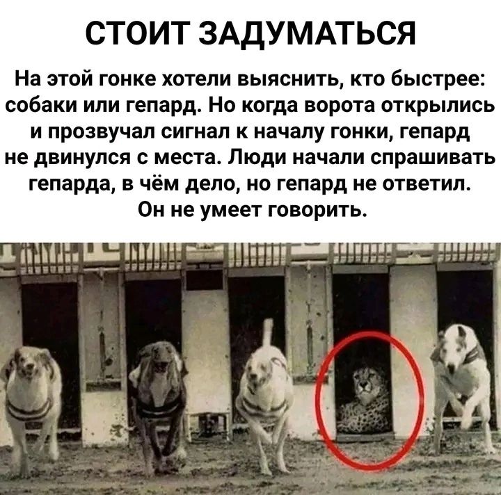 СТОИТ ЗАДУМАТЬСЯ На этой гонке хотели выяснить кто Быстрее собаки или гепард Но когда ворота открылись И прозвучал СИГНЗП К началу ГОНКИ гепард не двинулся с места Люди начали спрашивать гепарда в чём дело но гепард не ответил Он не умеет говорить