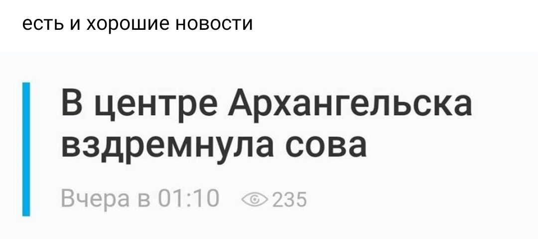 есть и хорошие новости В центре Архангельска вздремнупа сова