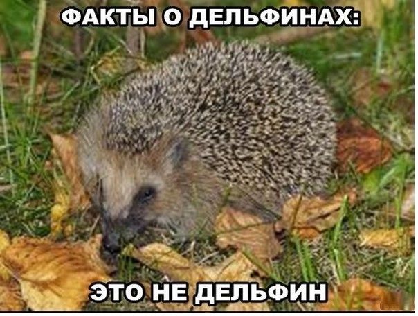 ФАк цы _о двпьФЦЦАХЁ _ За