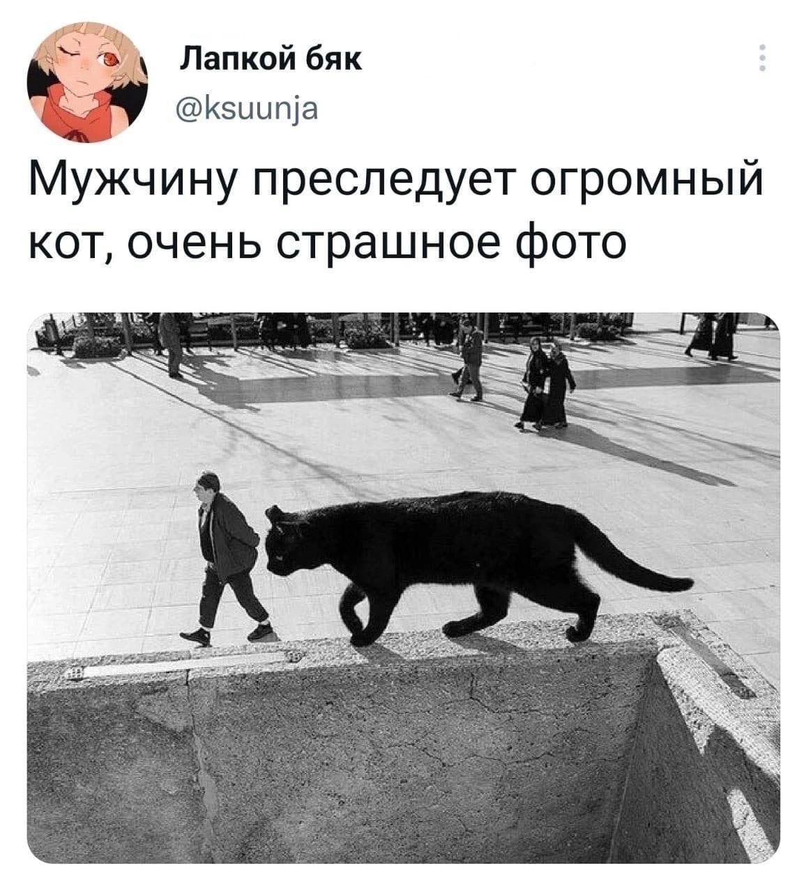 ъ Папкой бяк Кэыипіа Мужчину преследует огромный кот очень страшное фото
