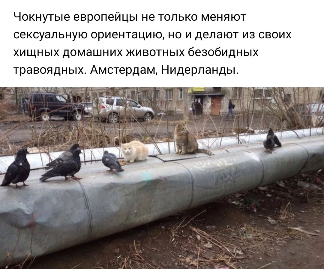 Чокнугые европейцы не только меняют сексуальную ориентацию но и делают из своих хищных домашних животных безобидных травоядных Амстердам Нидерланды