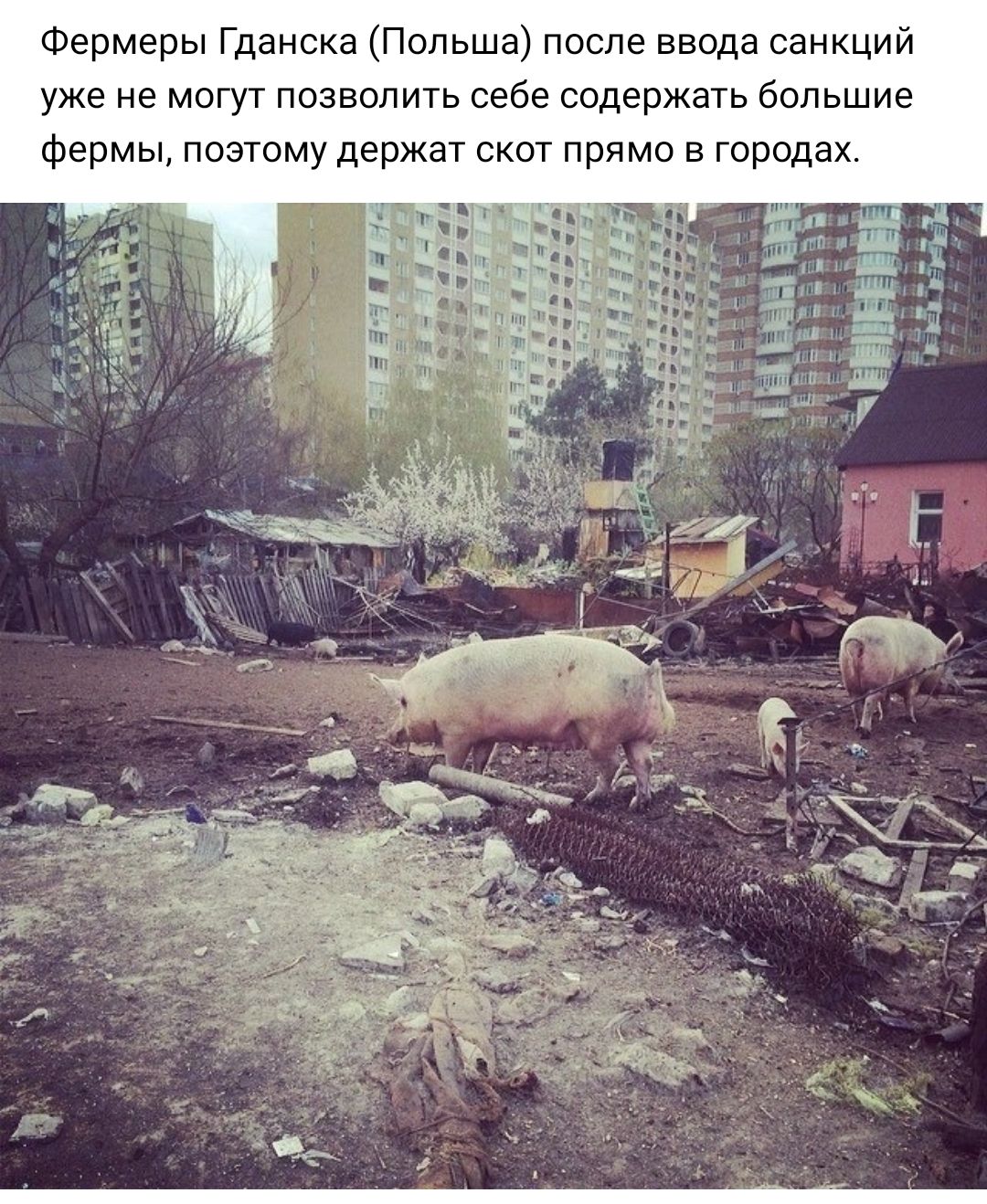 Фермеры Гданскв Польша после ввода санкций уже не могут позволить себе содержать большие Фермы поэтому держат скот прямо в городах ь ш