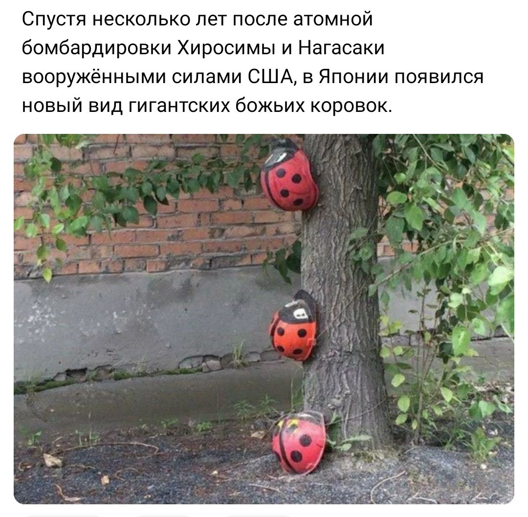 Спустя несколько лет после атомной бомбардировки Хиросимы и Нагасаки вооружёнными силами США в Японии появился новый вид гигантских божьих коровок