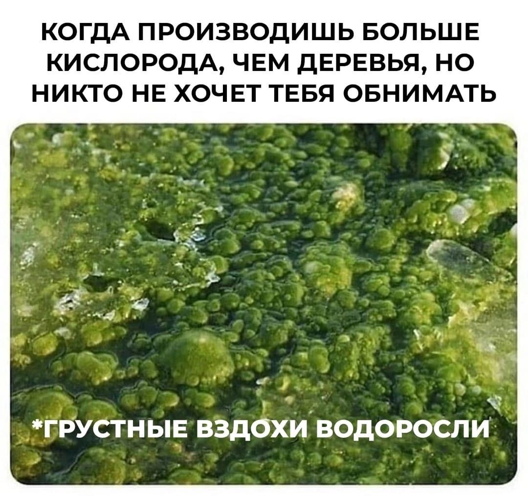 КОГДА ПРОИЗВОДИШЬ БОЛЬШЕ КИСЛОРОДА ЧЕМ дЕРЕВЬЯ НО НИКТО НЕ ХОЧЕТ ТЕБЯ ОБНИМАТЬ ГРУСТНЫЕ ВЗДОХИ ВОДОРОСПИ