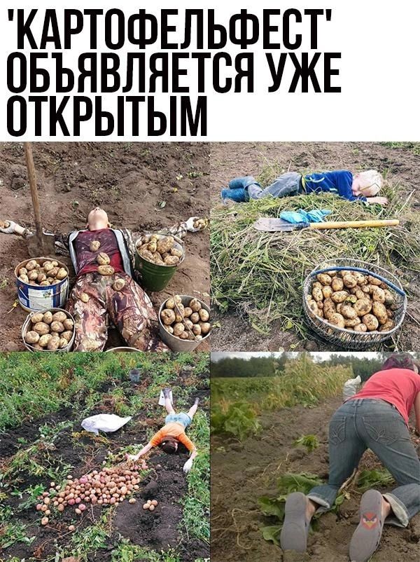 КАРТОФЕЛЬФЕСТ ОБЪЯВЛЯЕТВЯ УЖЕ ОТКРЫТЫМ