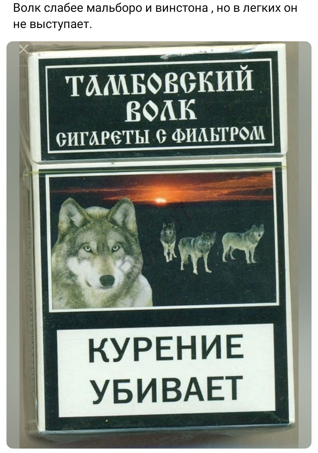Тамбовский Волк Фото Картинки