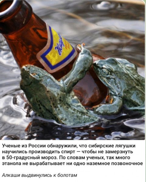 Ученые из России обнаружили что сибирские лягушки нучипись првизвпдичь спит чтбы не нмерзиугь в 50чградусиый море По словам ученых так много атамана ие вырабатывает И одно БЗЭМИОЕ ПВЗВВИОЧИОЕ Алкаши выдвинулись к болотам