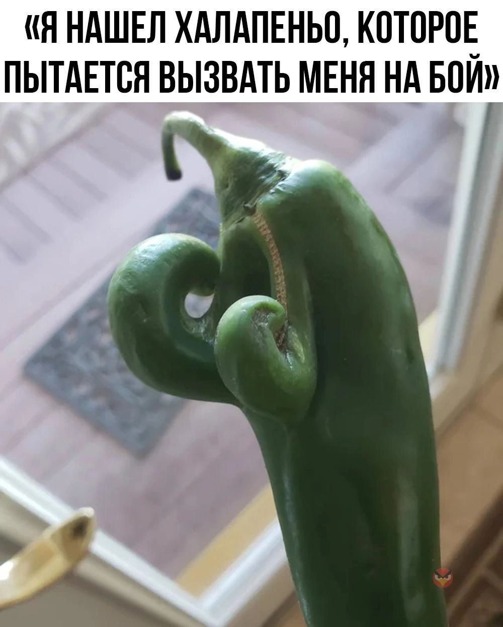 Я НАШЕЛ ХАЛАПЕНЬО КОТОРОЕ_ ПЫТАЕТОЯ ВЫЗВАТЬ МЕНЯ НА БОИ