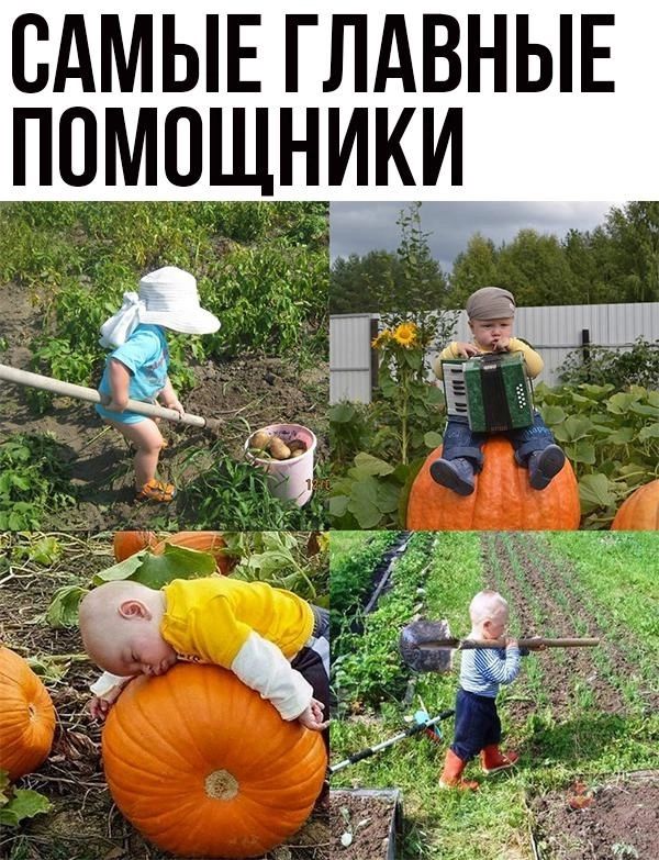 САМЫЕ ГЛАВНЫЕ ПОМОЩНИКИ