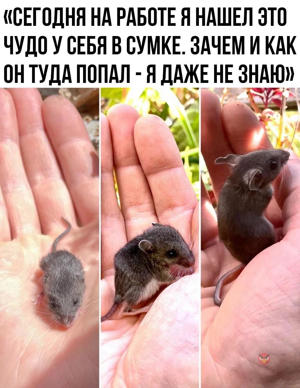СЕГОДНЯ НА РАБПТЕ я НАШЕЛ ЭТП ЧУДО У СЕБЯ В СУМКЕ ЗАЧЕМ И КАК ПН ТУДА ПППАЛ Я ДАЖЕ НЕ ЗНАЮ чм