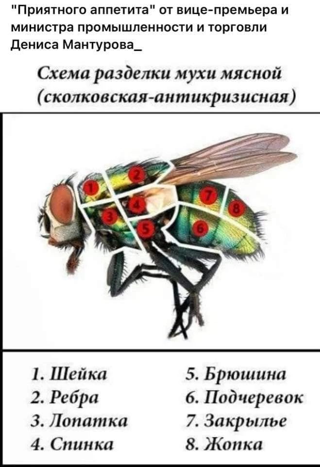 Приптнаго аппетита от вице премьера и министра промышленности и торговли дениса Мантурова_ Схема разделки мухи мясной щелковская антикризисная 1 Шейка 5 Брюшина 2 Ребра 6 Подчгревак 3 Лопатка 7 Закрытые 4 Спинка 8 Жапка