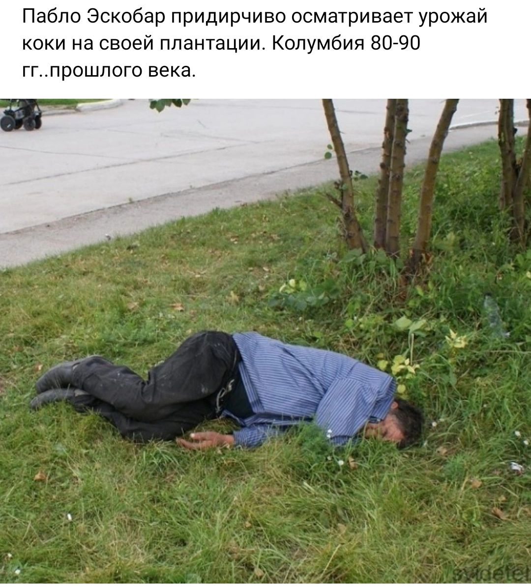 Пабло Эскобар придирчиво осматривает урожай Коки на своей плантации Колумбия 50 90 ггпрошпого века