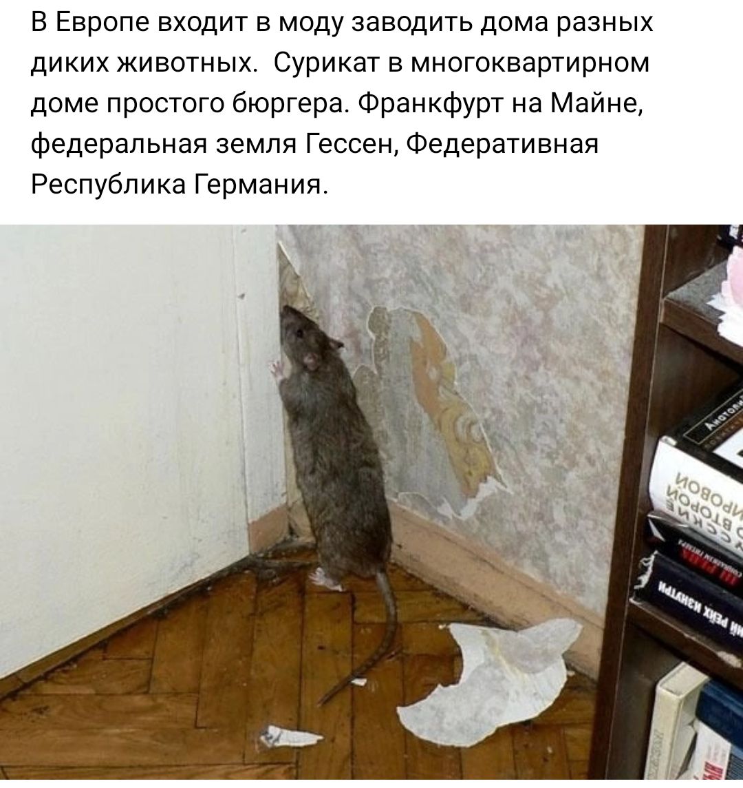 Почему дикая домашняя. Мышь в квартире. Мыши в доме. Крысы в доме.