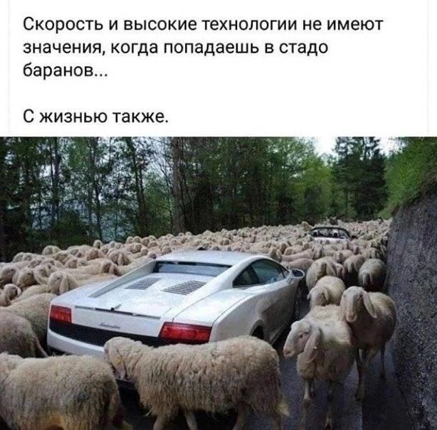СКОРОСТЬ И ВЫСОКИЕ ТЕХНОЛОГИИ НЕ ИМЕЮТ значения когда попадаешь в стадо баранов С жизнью также