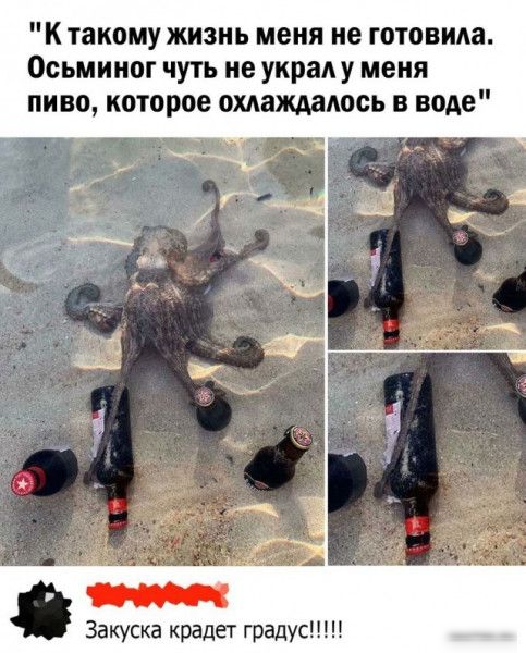 К такому жизнь меня не готовила Осьминог чуть не украл у меня пиво которое омаждадось в воде Закуска крадет градус