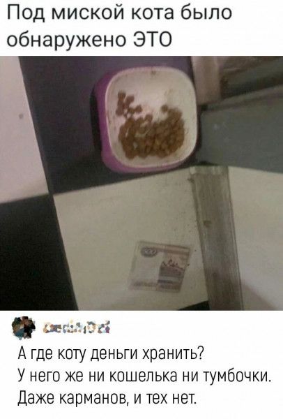 Под миской кота было обнаружено ЭТО г о А где коту деньги хранить У него же ни кошелька ни тумбочки Даже карманов и тех нет