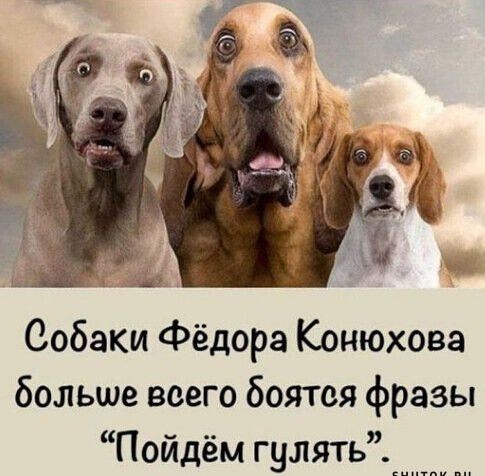 Собаки Фёдора Конюхова больше всего боятся фразы Пойдём гулять винты