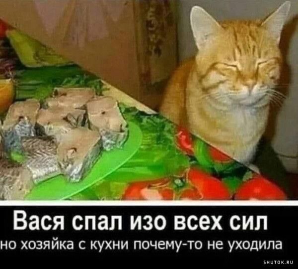 Вася СПЗЛ ИЗО ВСЕХ СИЛ НО хозяйка С КУХНИ ПОЧЕМУТО не УХОДИПВ