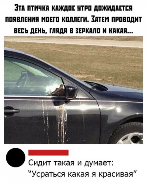 ЗТ ПТИЧКП ШРИ ЛПЖИДППЕП ПППМЕНИП НПБП КПППЕГИ ППППМИТ ЦЕПЬ ЦЕПЬ ЗЕРШП И КМЁМ Сидит такая и думает Усраться какая я красивая