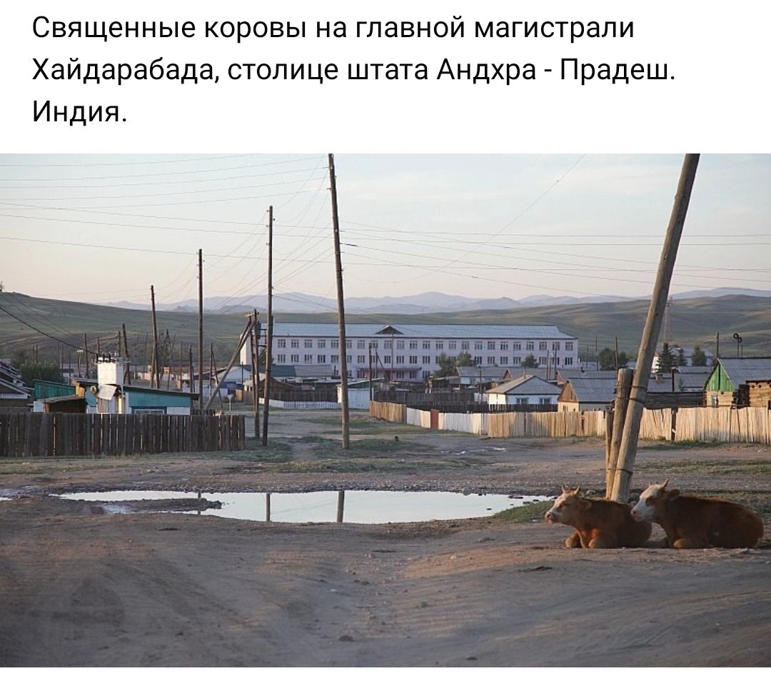 Священные коровы на главной магистрали Хайдарабада столице штата Андхрн Прадеш Индия