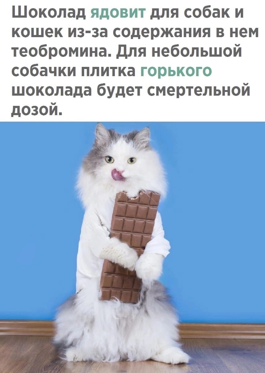 Шоколад ядовит для собак и кошек из за содержания в нем теобромина для небольшой собачки плитка горького шоколада будет смертельной дозой