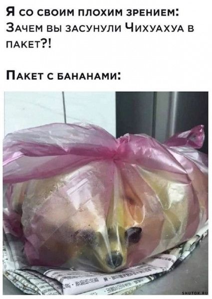 Я со своим плохим зрЕнивм ЗАЧЕМ вы ЗАСУНУЛИ ЧИХУАХУА в ПАКЕТ ПАКЕТ с БА