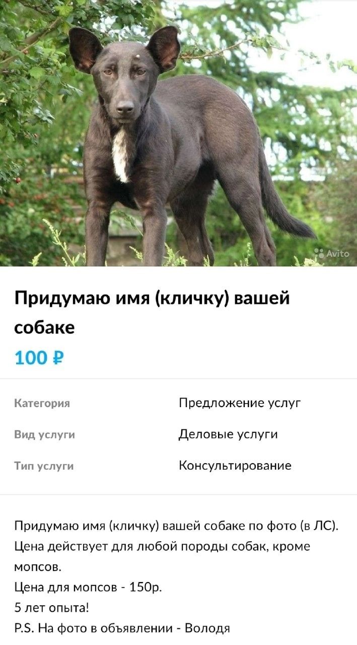Придумаю имя кличку вашей собаке 100 Качеговия Предложение услуг Вид услуги деловые услуги Тип Консультирование Придумаю имя кличку вашей собаке по Фото в по Цена действует для любой породы собак кроме мопсов Цена для мопсов _ 1503 5 лет опыта 5 На фото в объявлении _ Випидя