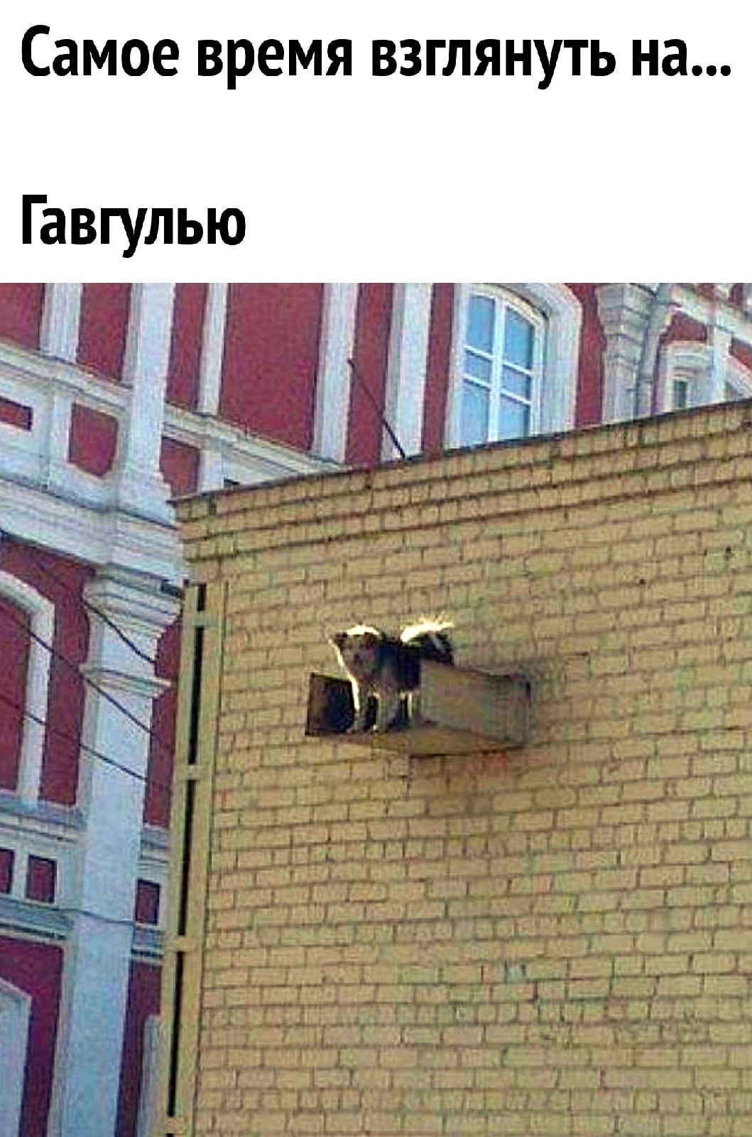 Самое время ВЗГЛЯНУТЬ на Гавгулью