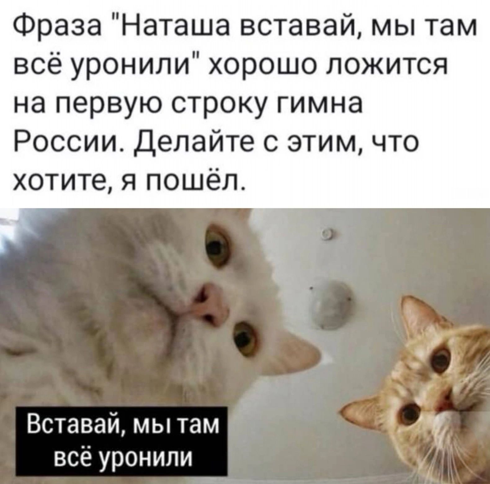 Наташа вставай. Кот Мем.