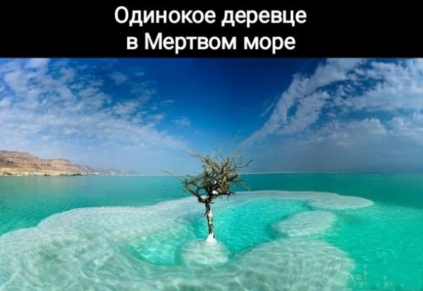 Одинокое деревце в Мертвом море