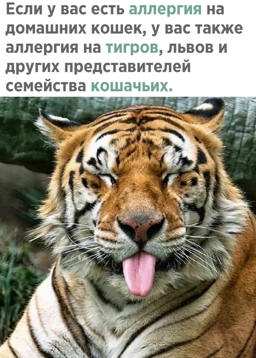Если у вас есть а домашних кошек у вас также аллергия на львов и других пред тавителей семейства зи