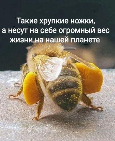 Такие хрупкие ножки а несут на себе огромный вес жизнида наш й планете и к