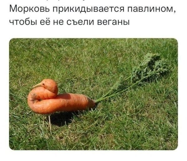 МОРКОВЬ ПрИКИДЫБаЭТСЯ ПЭВПИНОМ ЧТОбЫ её не съели веганы
