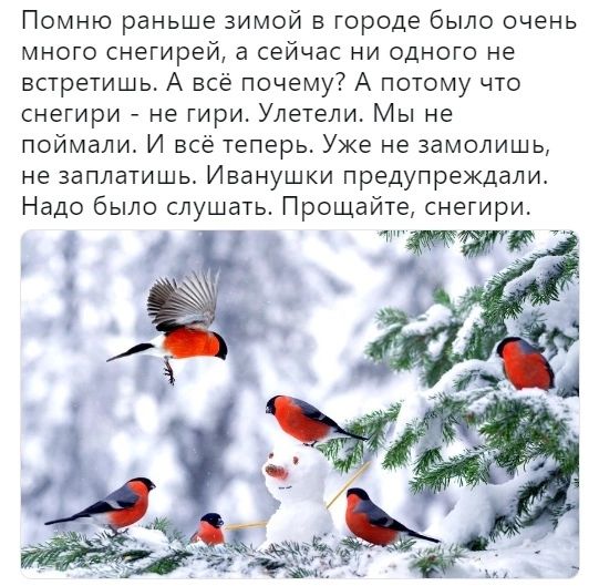 Помню раньше зимой в городе было очень много снегирей а сейчас ни одного не встреТишь А все почему А потому что снегири не гири Улетели Мы не поймали И всё теперь Уже не замолишь не заплатишь Иванушки предупреждали Надо было слушать Прощайте снегири
