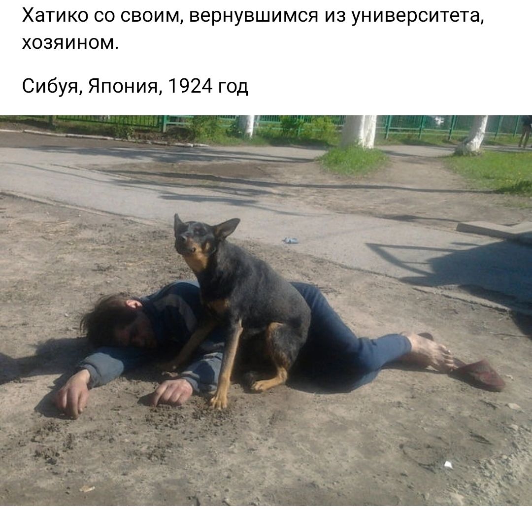 Хатико со своим вернувшимся из университета хозяином Сибуи Япония 1924 год