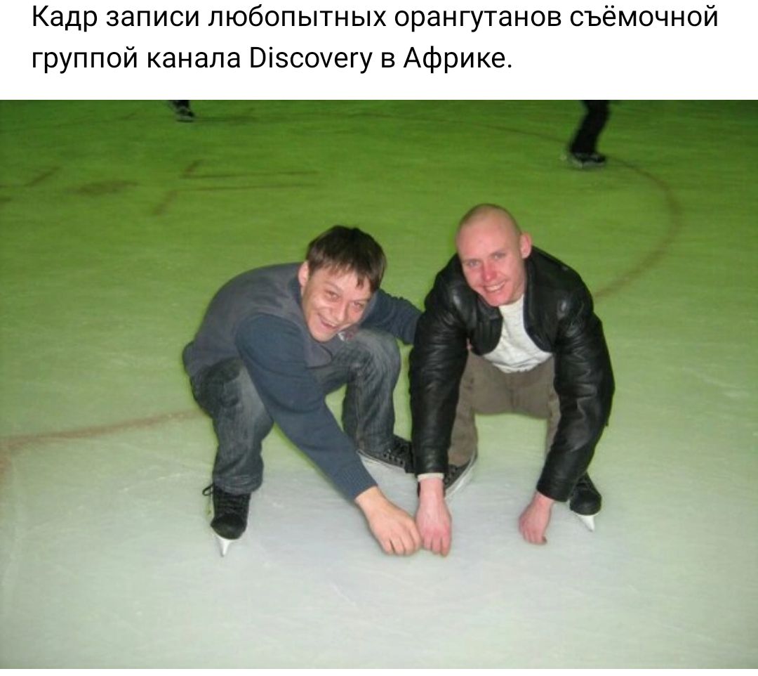 Кедр записи любопытных орангутанов съёмочной группои канала Бюствгу в Африке