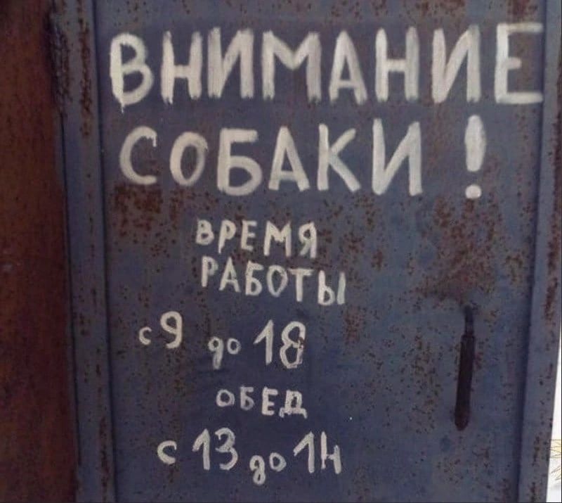 внимниё соБАКИ вггня цветы 1390451