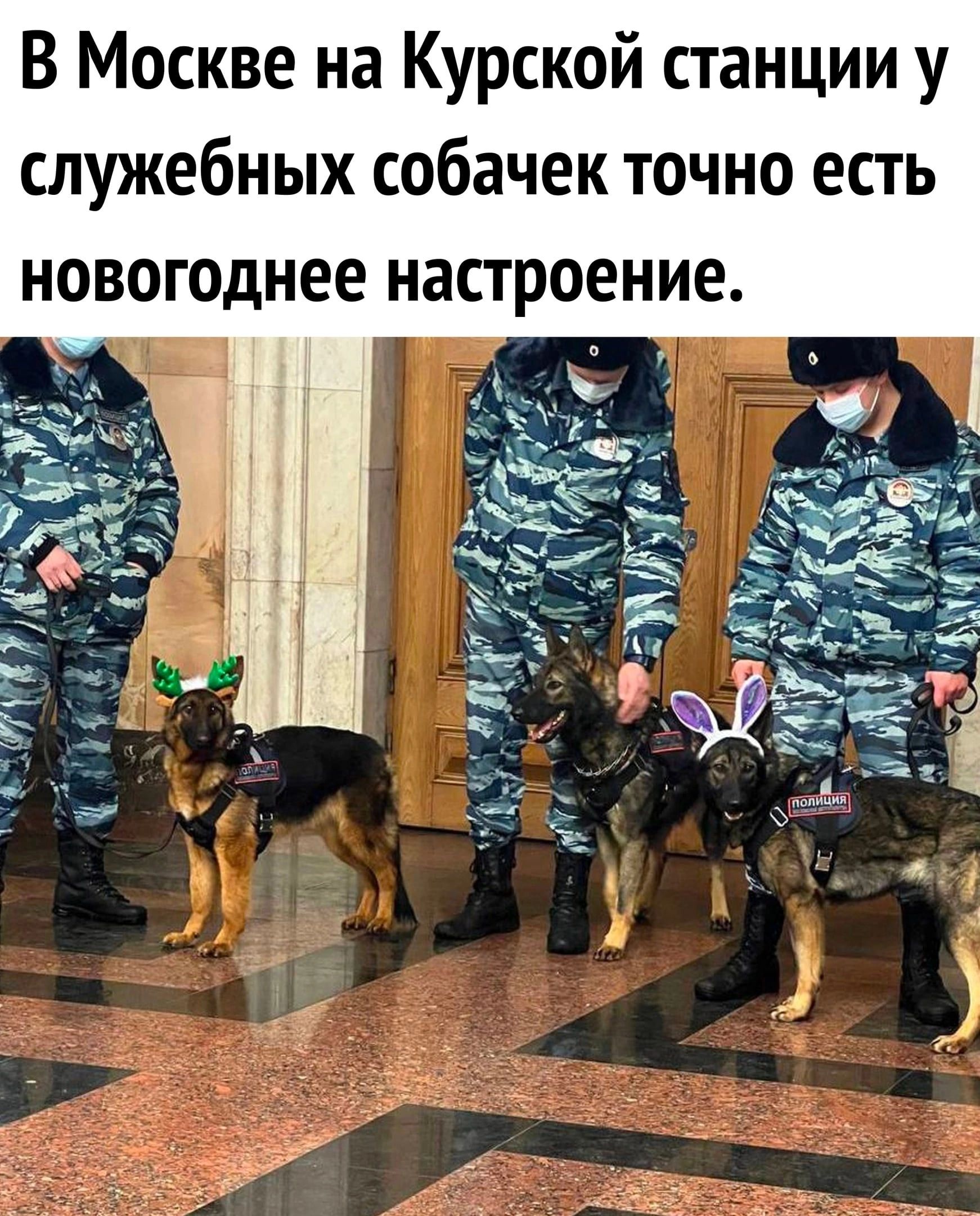 В Москве на Курской станции у служебных собачек точно есть новогоднее настроение