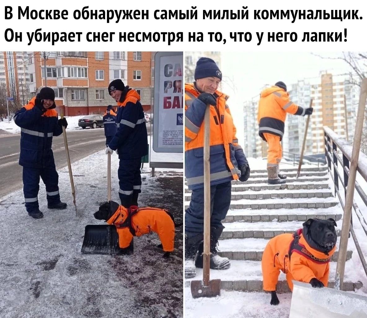 В Москве обнаружен самый милый коммунальщик Ои убирает снег несмотря на то что у него лапки
