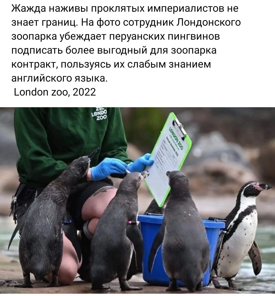Жажда наживы проклятых империалистов не знает границ На фото сотрудник Лондонского зоопарка убеждает перуанских пингвинов подписать более выгодный для зоппарка контракт пользуясь их слабым знанием английского языка _опсол 100 2022