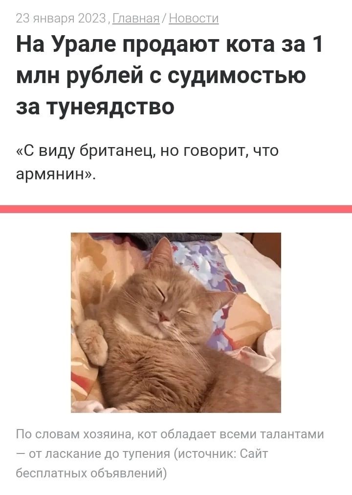_ гг ттт тт На Урале продают кота за 1 млн рублей судимостью за тунеядство С виду британец но говорит что армянин По словам хозяина от шбпадавт всеми талантами пт паскзние до тупенип истпчник Сайт Бесплатных объявлений
